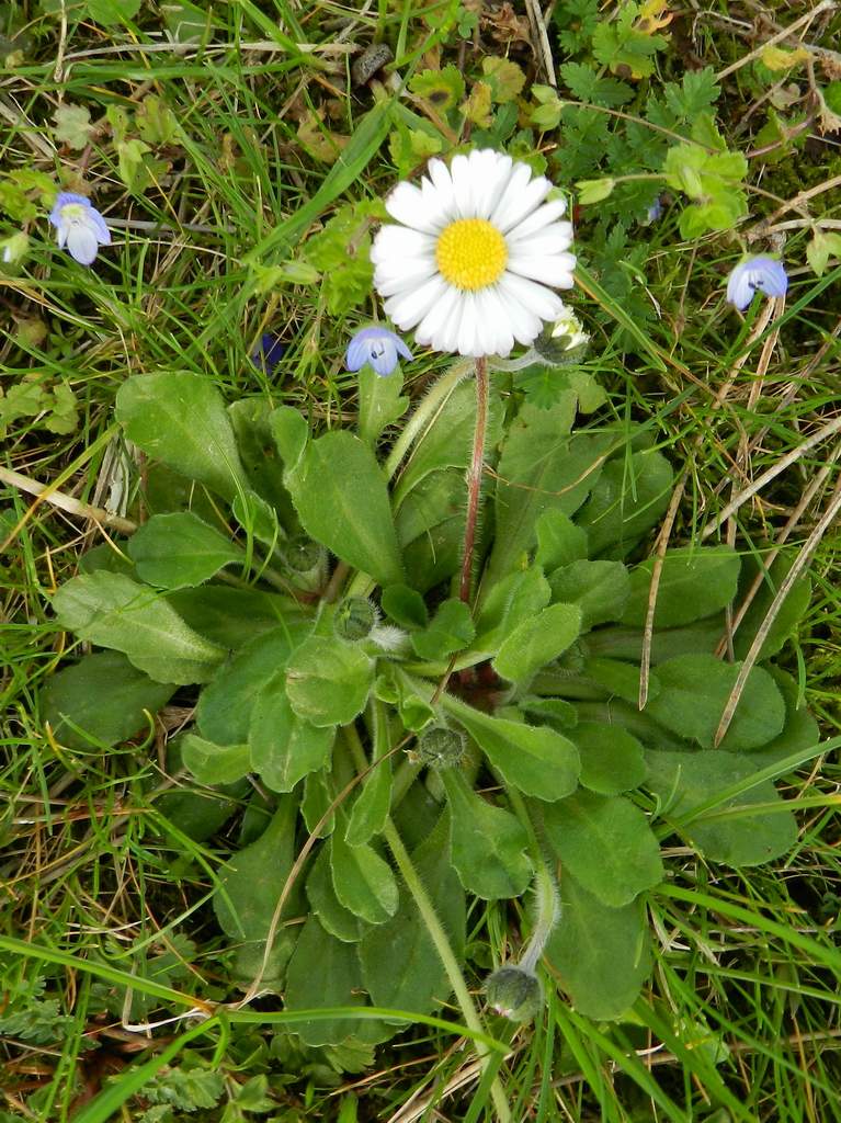Bellis perennis
